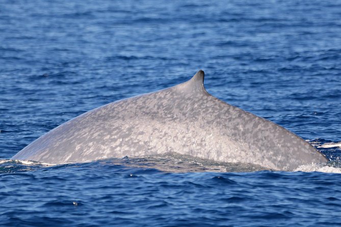 Blue Whale Perth Canyon Expedition - Tourism Bookings WA